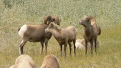 PICTURES/Jasper National Park - Alberta Canada/t_Mountain Sheep5.JPG